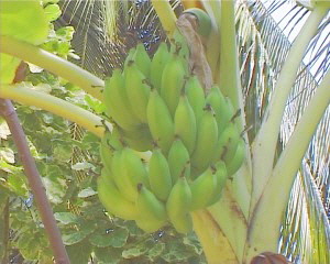050 Koh Samui Bananen